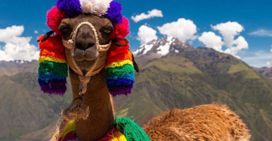Private From Cusco Alpaca Therapy Creative Craftsmanship - Good To Know