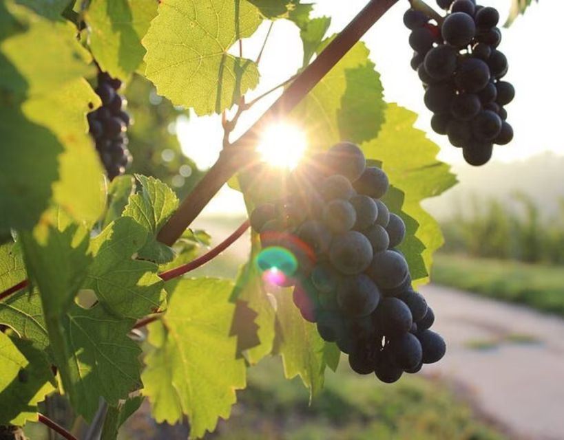 Private Full - Day Tour: Wine Tasting Tour to Ston - Good To Know