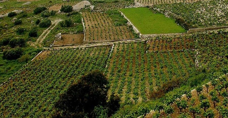 Private Full-Day Wine Tour From Dubrovnik to Peljesac - Good To Know