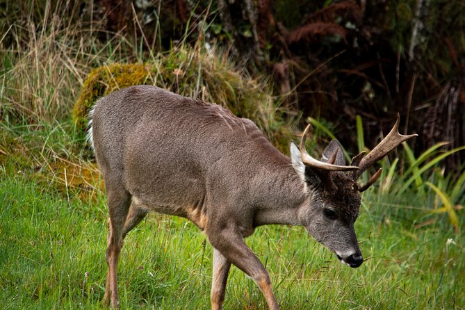 Private Tour Deer in the Chingaza Páramo and Suasie Trail - Itinerary Highlights