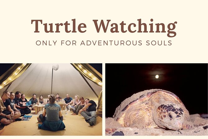 Private Turtle Watching Experience - Traveler Photos