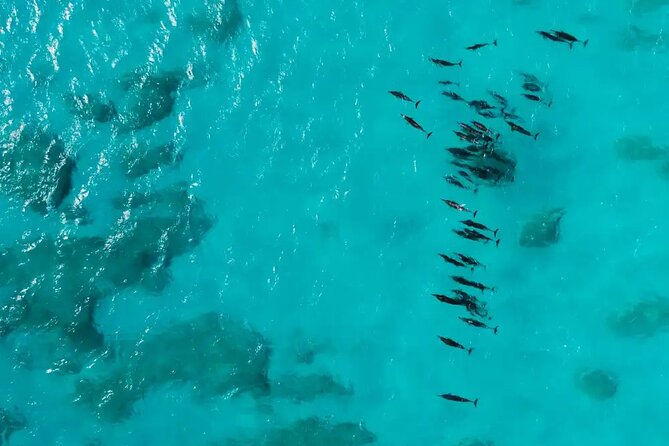 Private Waikiki Snorkeling and Seabob Cruise Tour - Good To Know