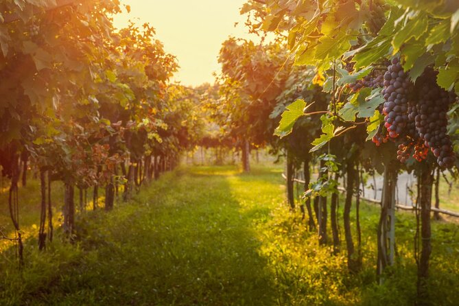 Private Walking Tour in Baden Neuweirs Vineyard - Location and Accessibility