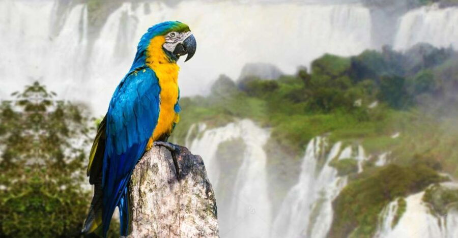Puerto Iguazu: Iguaza Falls Brazilian Side & Bird Park Tour