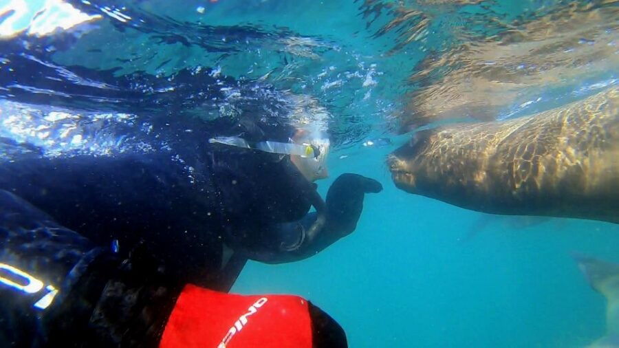 Puerto Madryn: 3-Hour Snorkeling Trip With Sea Lions - Activity Duration and Guides