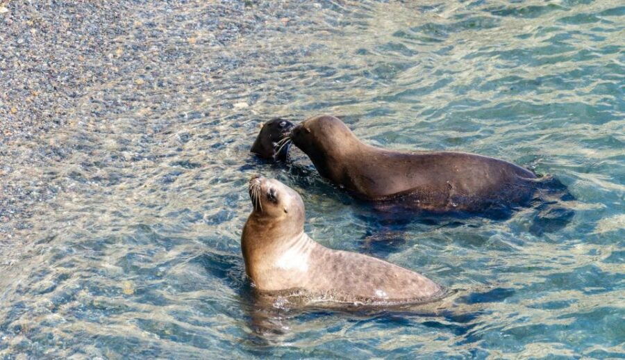 Puerto Madryn: Punta Loma Excursion for Cruise Passengers