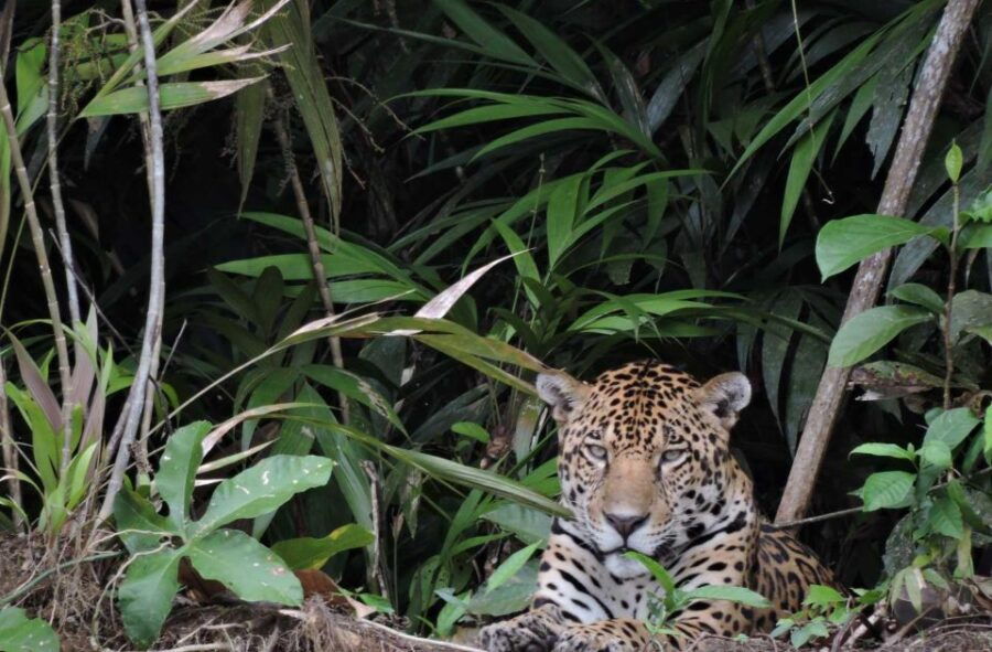 Puerto Maldonado: 4 Days Kayak Tour - Good To Know