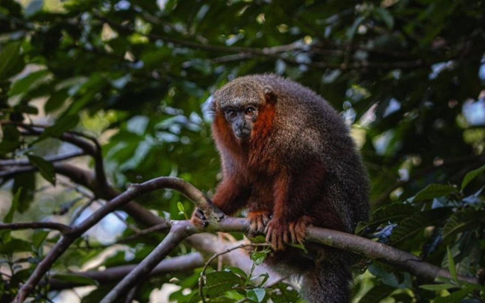 Puerto Maldonado: Jungle of Tambopata National Reserve 2D/1N