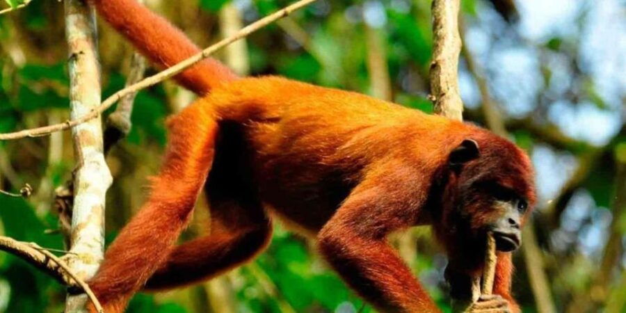 Puerto Maldonado: Kayak and Zip Line Adventure Monkey Isla