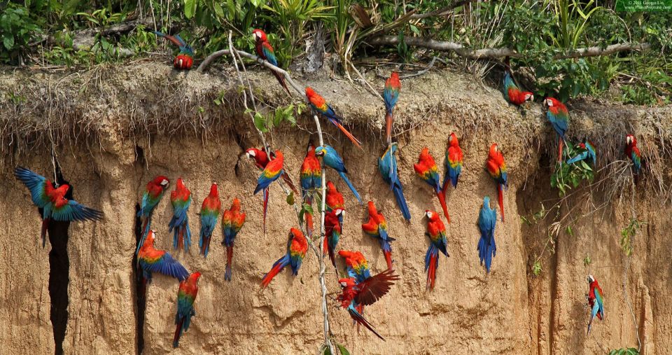 Puerto Maldonado: Nature & Adventure at Tambopata 2D/1N