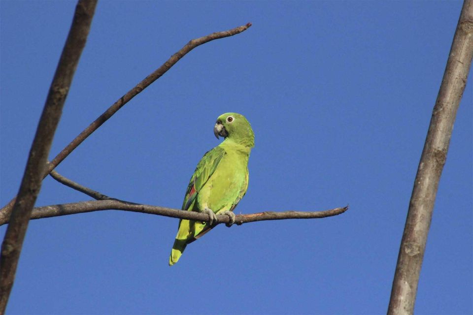 Puerto Maldonado: Parrot and Macaw Clay Lick Excursion.