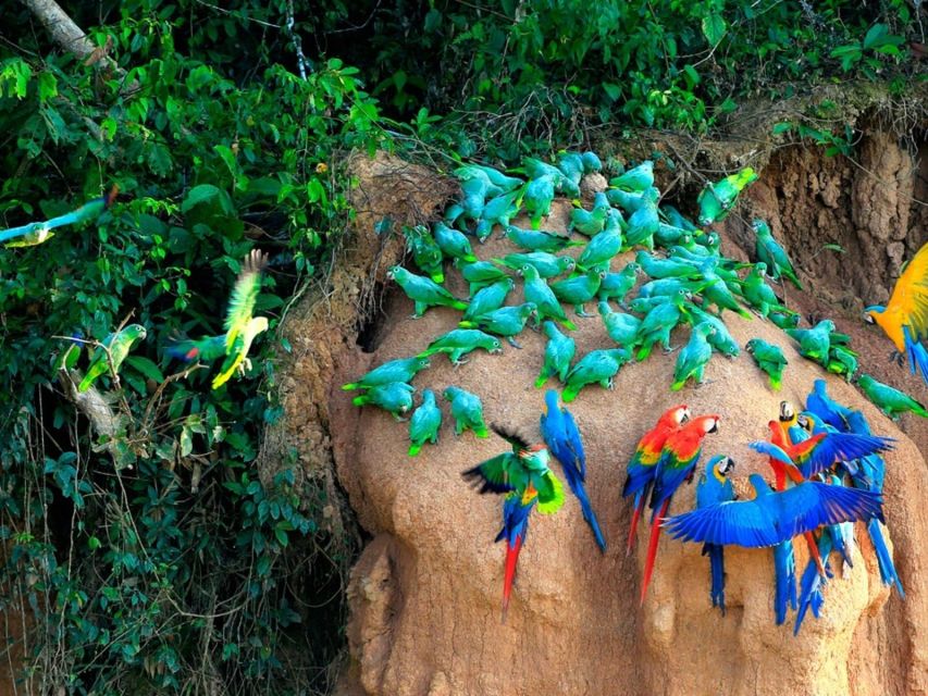 Puerto Maldonado: Sandoval & Parrot Clay Lick 3-Days