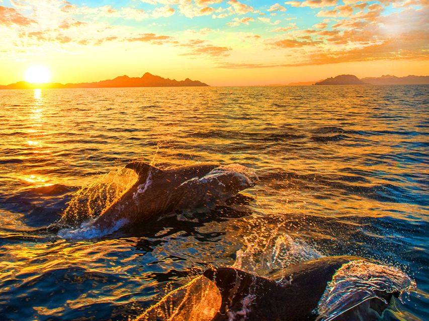 Pula: National Park Brijuni Dolphin Cruise With Dinner - Good To Know