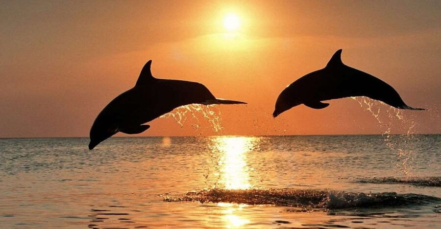 Pula: Sunset Cruise With Dolphin Watching, Dinner & Drinks - Good To Know