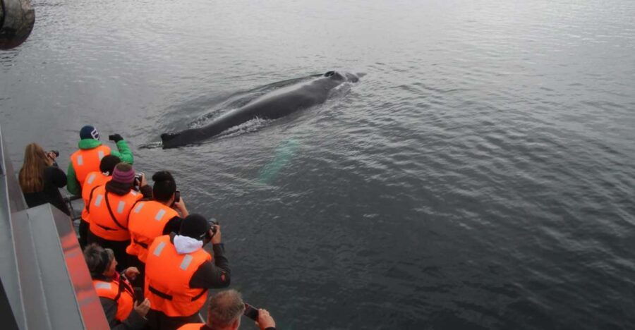 Punta Arenas: Full-Day Whales, Penguins, and Glaciers Tour - Good To Know