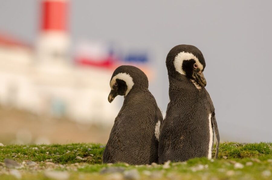 Punta Arenas: Walk With Penguins on Magdalena & Marta Island - Good To Know