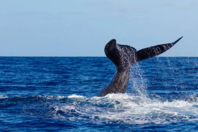 Punta Cana: Full Day Tour in Cayo Levantado With Whale Watching - Whale Watching Details