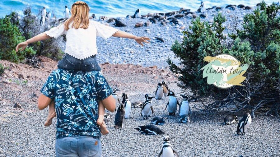Punta Tombo: Shore Excursion for Cruise Passengers