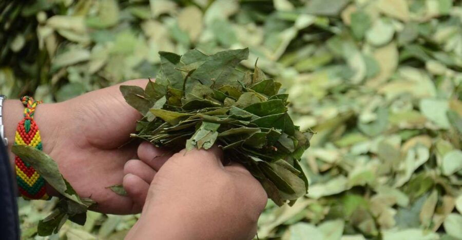 Reading Your Future in Coca Leaf in Spanish - Good To Know