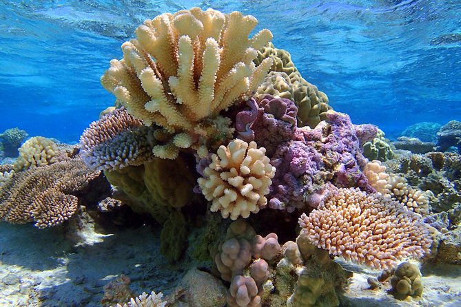 Reef Discovery Half Day Group Signature Tour - What to Expect