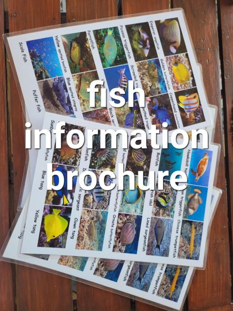 Rental of Transparent Kayaks and Stand up Paddle Boards - Activity Highlights in Amed Town