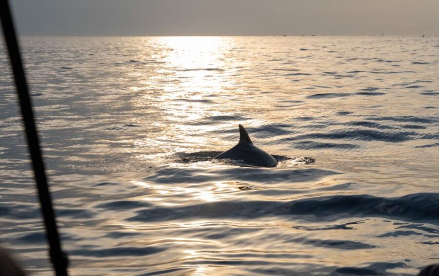 Rovinj: Sunrise Dolphin-Watching Speedboat Tour - Good To Know