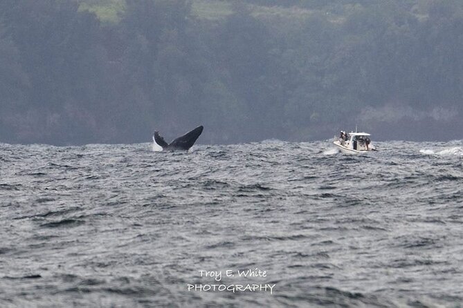 Royal Humpback Whale Exploration - Key Tour Information Provided