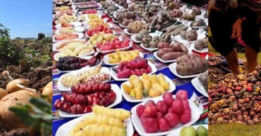 Rural Community Tourism in the Potato Park - Sacred Valley - Good To Know