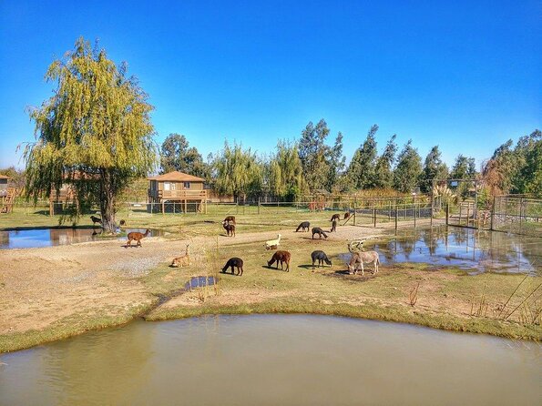 Safari Park Full Day From Santiago