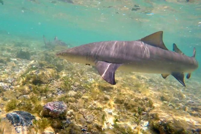 Sal Island: Shark Bay Shark Watching Experience From Santa Maria - Pricing Information