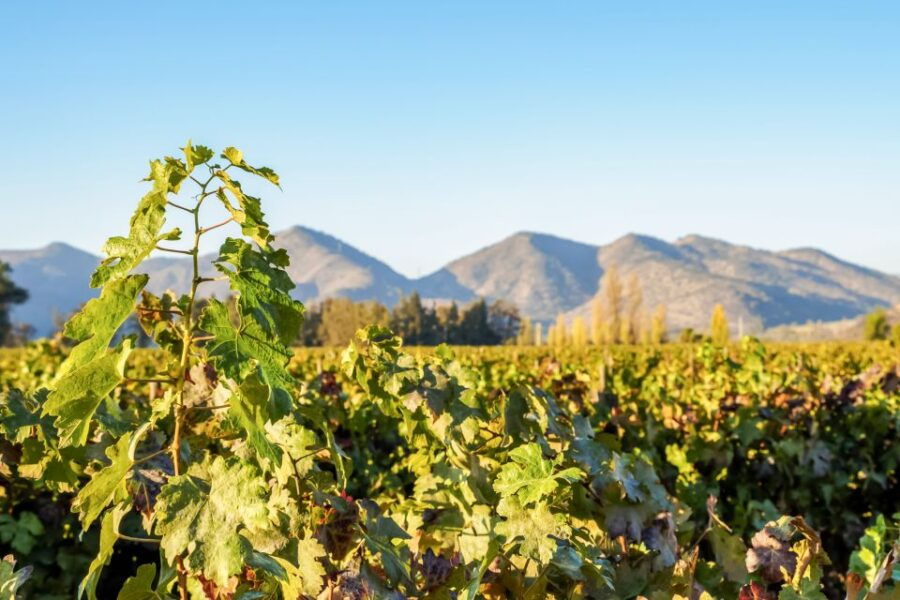 Santiago: Half–Day Santa Rita Vineyard Tour