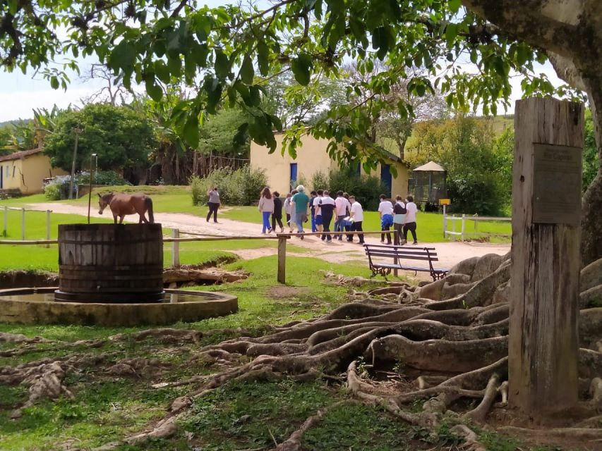 São Paulo: Coffee & Cheese Farm Tour With Breakfast & Lunch