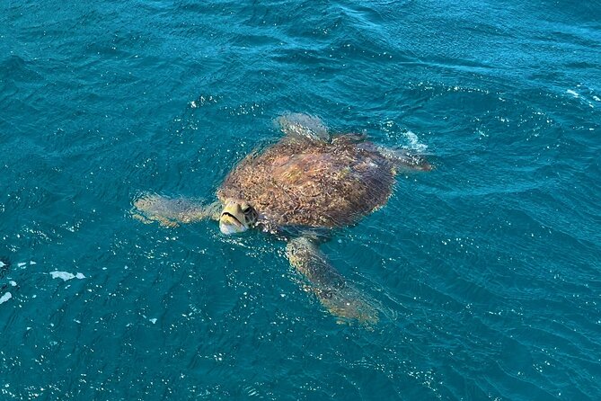 São Vicente: Private Snorkel Experience With Sea Turtle - Tour Duration and Pick-up Information