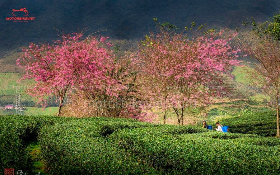 SAPA 3 DAYS 3 NIGHTS PACKAGE – DEPART IN THE EVENING