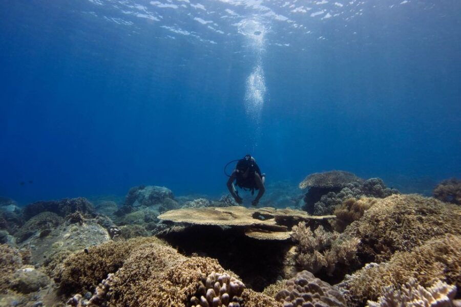 Scuba Diving 3 Islands Nha Trang Tour - Good To Know