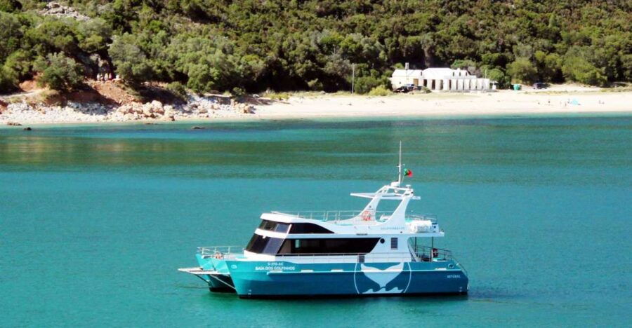 Setúbal: Dolphin Watching Tour - Good To Know