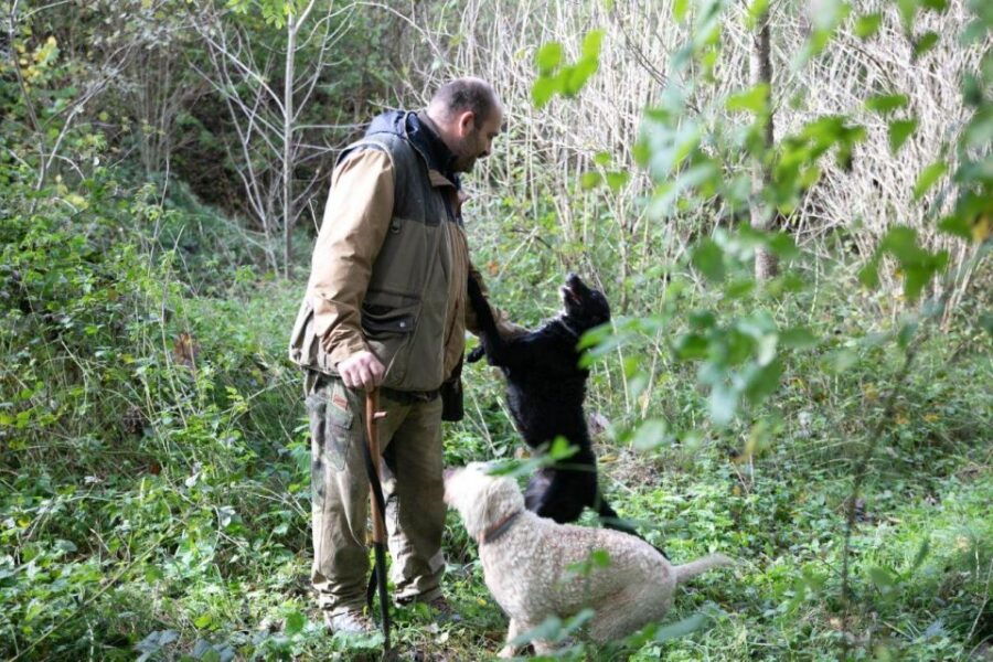 Siena - Truffle Hunting in the Evocative Sienese Woods - Unveiling Sienese Woods Hidden Treasures