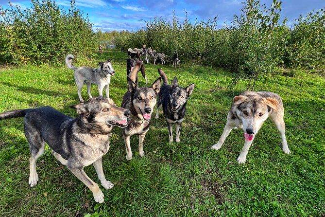 Sled Dog Kennel Tour - Whats Included