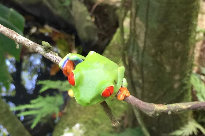 Sloth Observatory Hike & Chocolate/Coffee Plantation Tour  – Tamarindo