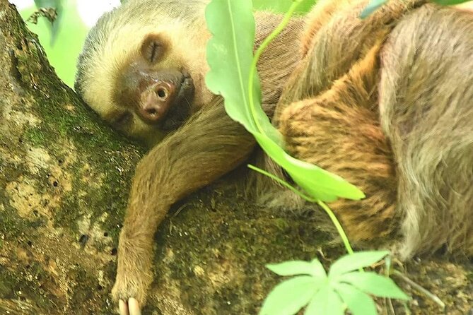 Sloths Await in Ecocentro Danaus Nature Expedition