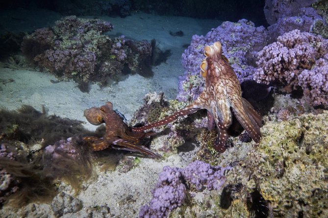 Small-Group 90-Minute Night Snorkeling Safari, Moorea - Cancellation Policy
