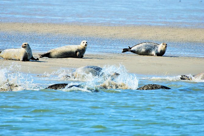 Small Group Half Day Seal Safari at UNESCO Site Waddensea From Amsterdam - Good To Know