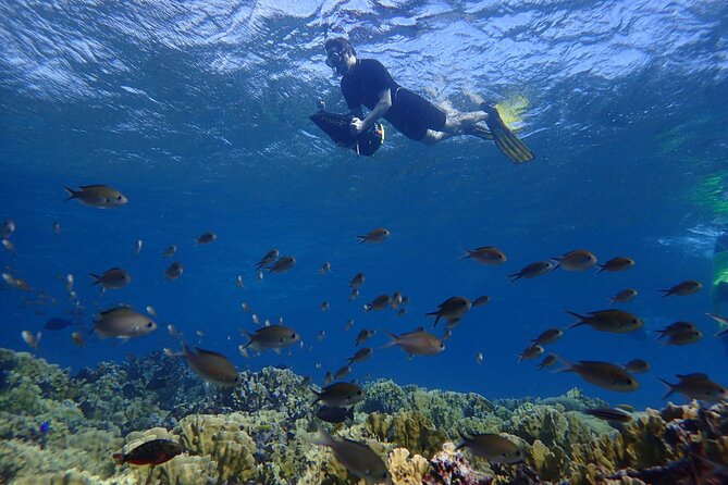 Snorkel With Sea Scooters at Mangel Halto Aruba - Group Tour - Directions