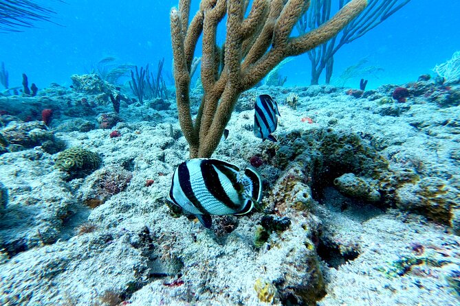 Snorkeling Adventure in Aguadilla - The Sum Up