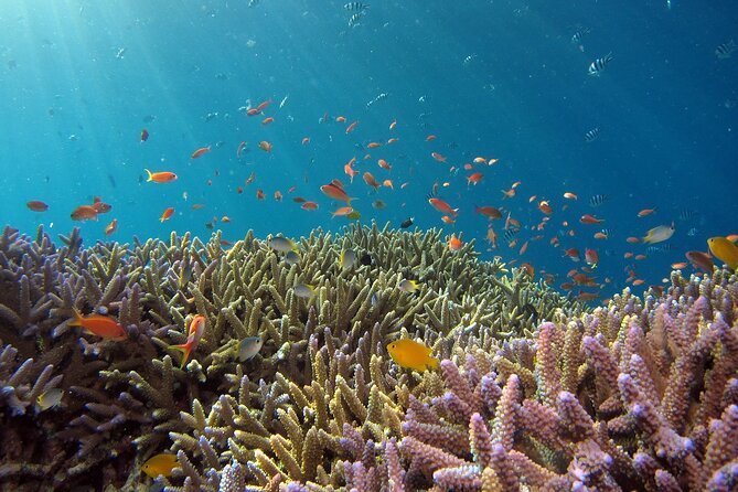 Snorkeling Nusa Penida and Island Tour Package - Good To Know