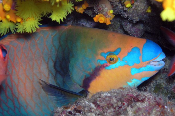 Snorkeling Tour