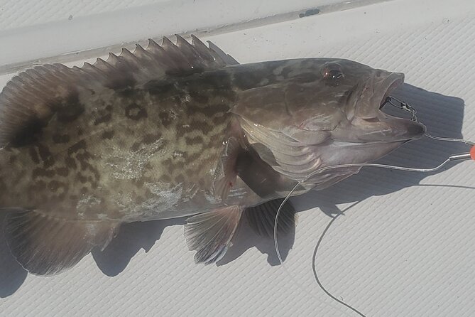 Sonnys Boat Tours Half Day Off Shore Fishing Charter Englewood Fl