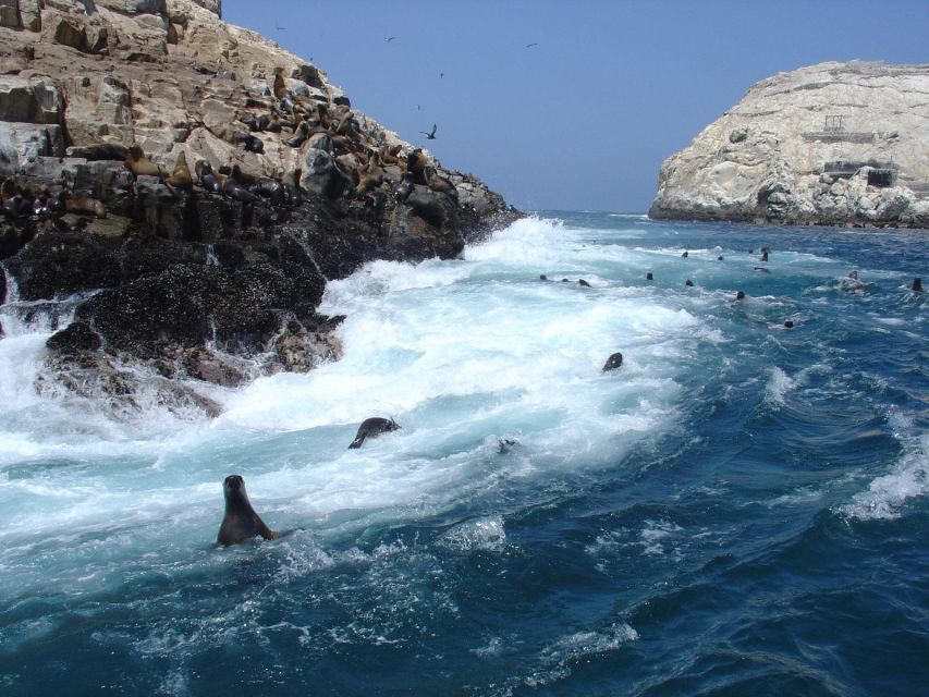 Speedboat Tour of the Palomino Islands Swim With Sea Lions - Good To Know