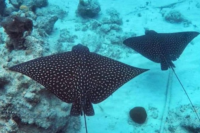 St. Thomas Private Snorkeling Expedition  - St Thomas - Spectacular Snorkeling Location