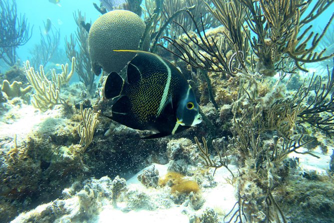 Starfish Point, Stingray City-Sandbar & Coral Gardens - The Sum Up